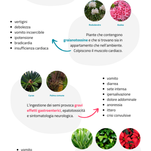 Piante Tossiche per Cani e Gatti: Attenzione in Casa e Giardino! 🌱🐾